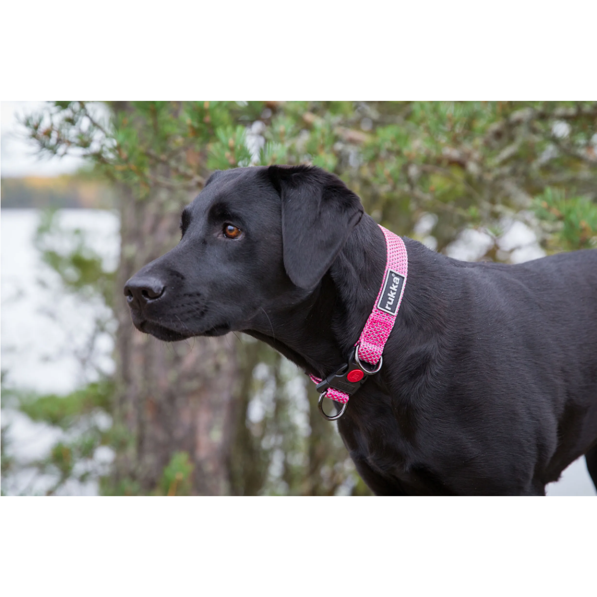 Rukka Pets Star Hundhalsband