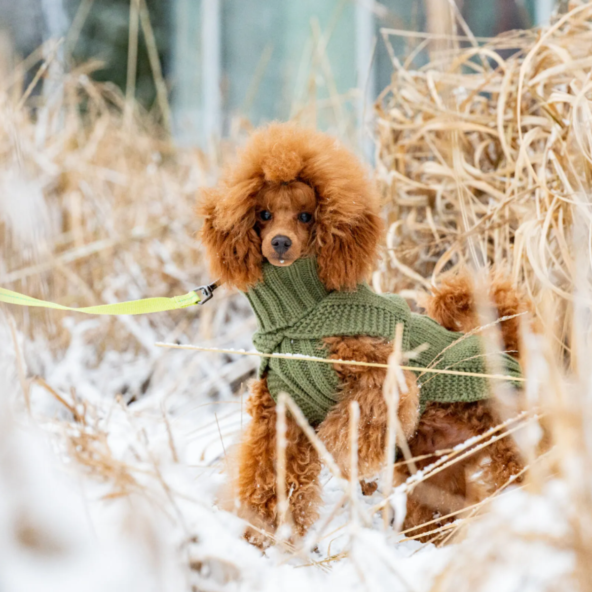 Rukka Pets Wooly Stickad hundtröja