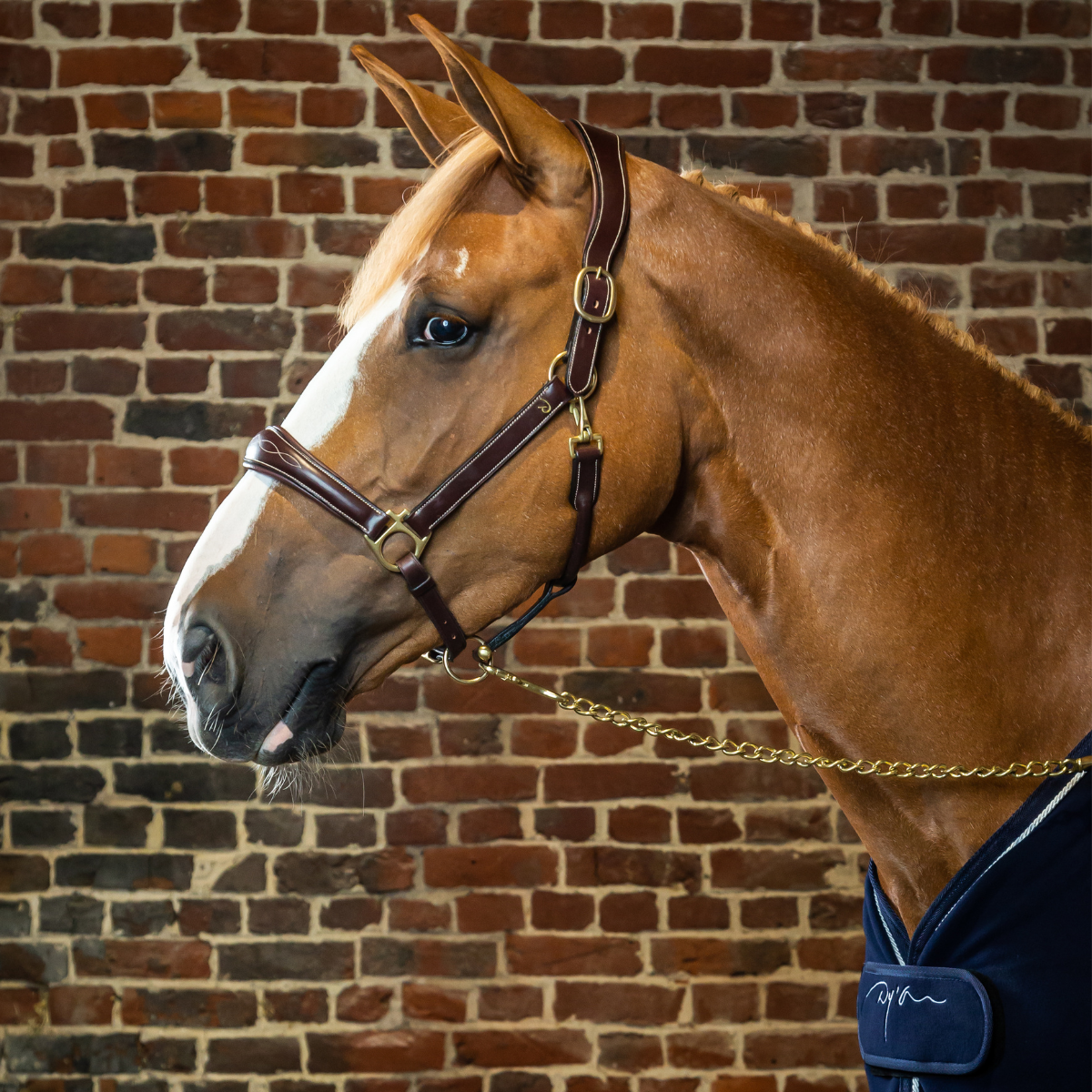 Dyon DY Leather halter with pattern stitch 2-in-1