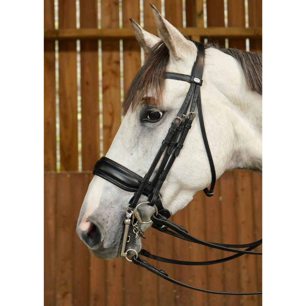 Dyon WO Kandar bred nosgrimma